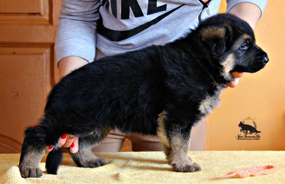 Німецька Вівчарка -  сука, від провірених та тестованих батьків! КСУ