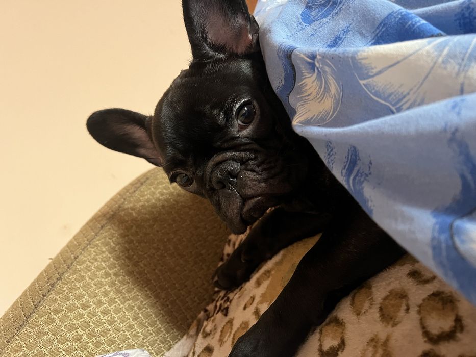 Французький Бульдог