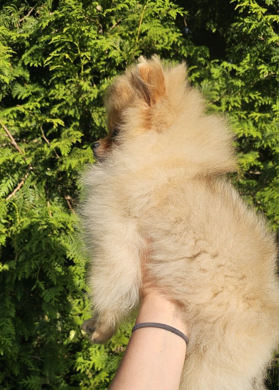 Piesek pomeranian ZKwP FCI do odbioru