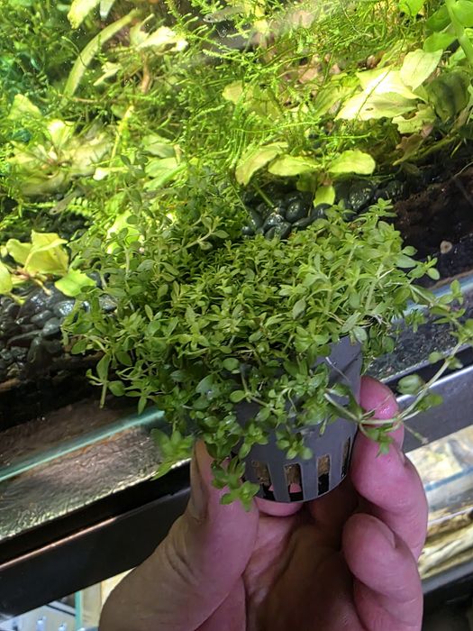 Roślina akwariowa - mały Heniek