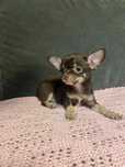Suczka Chihuahua