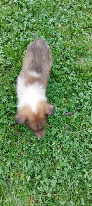 Owczarek szkocki śniadą auczka