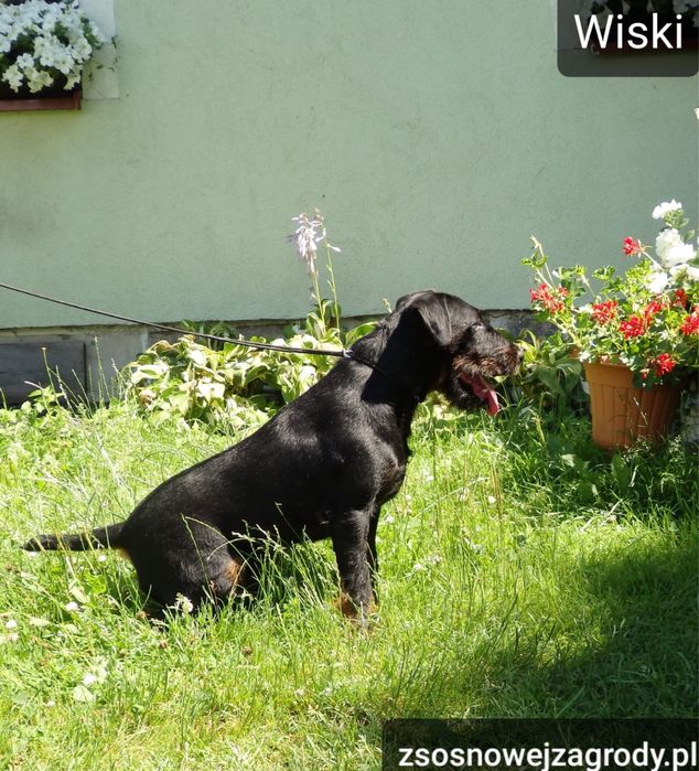 Jagdterier terier niemiecki szczenię