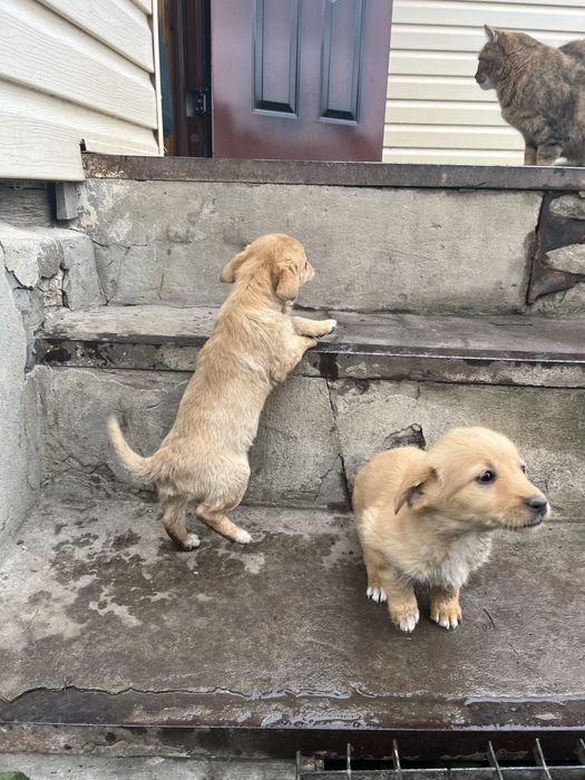 Цуценята , хлопчик і дівчинка , віддам в хороші руки!!