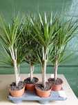 Dracaena marginata Dracena obrzeżona 90cm