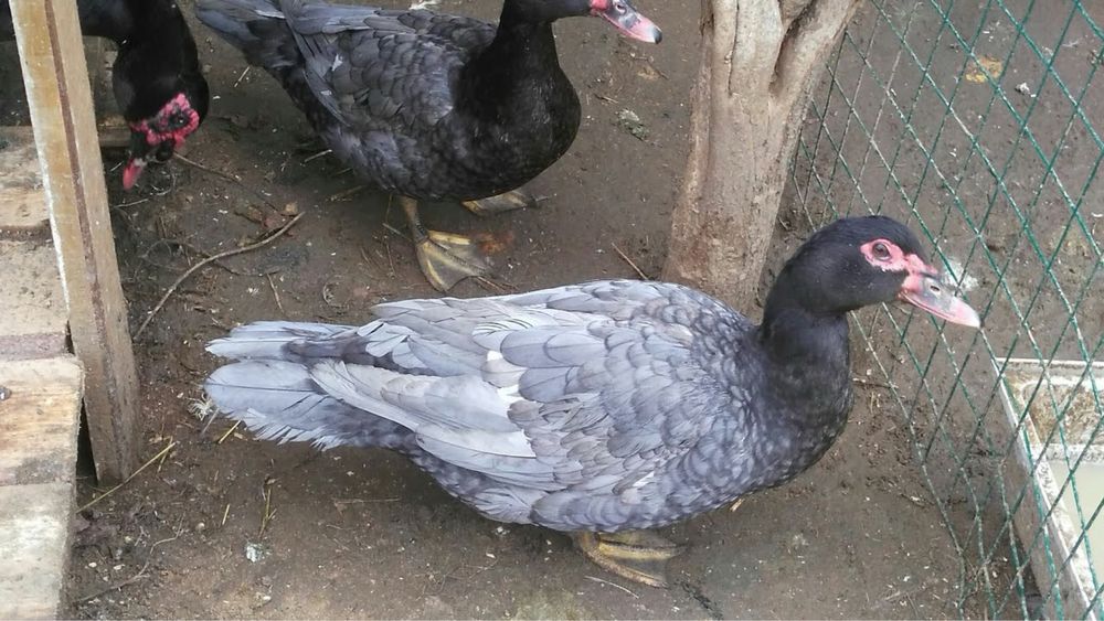 Продам индоуток домашних