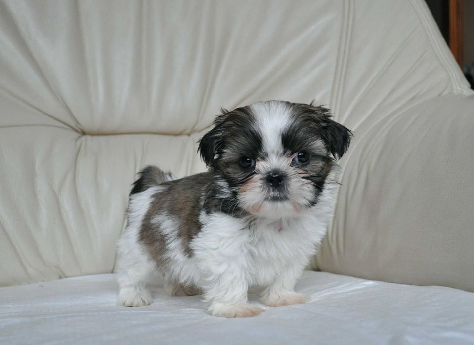 Shih tzu cudne miniaturki rodowód