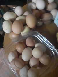 Ovos galinha caseiros FRESCOS