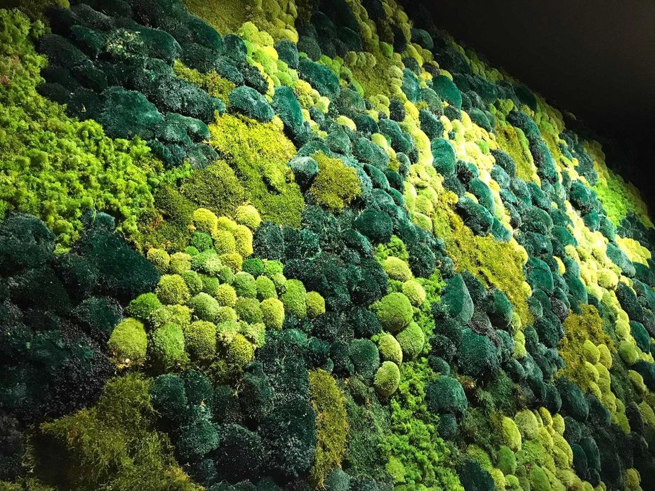 ZIELONA ŚCIANA ogród wertykalny DONICE żywe rośliny MECH CHROBOTEK