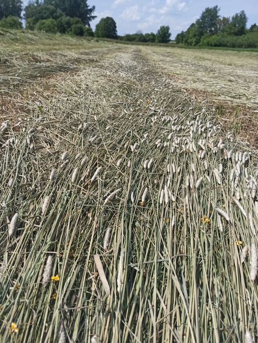 Siano w kostkach 2025           .