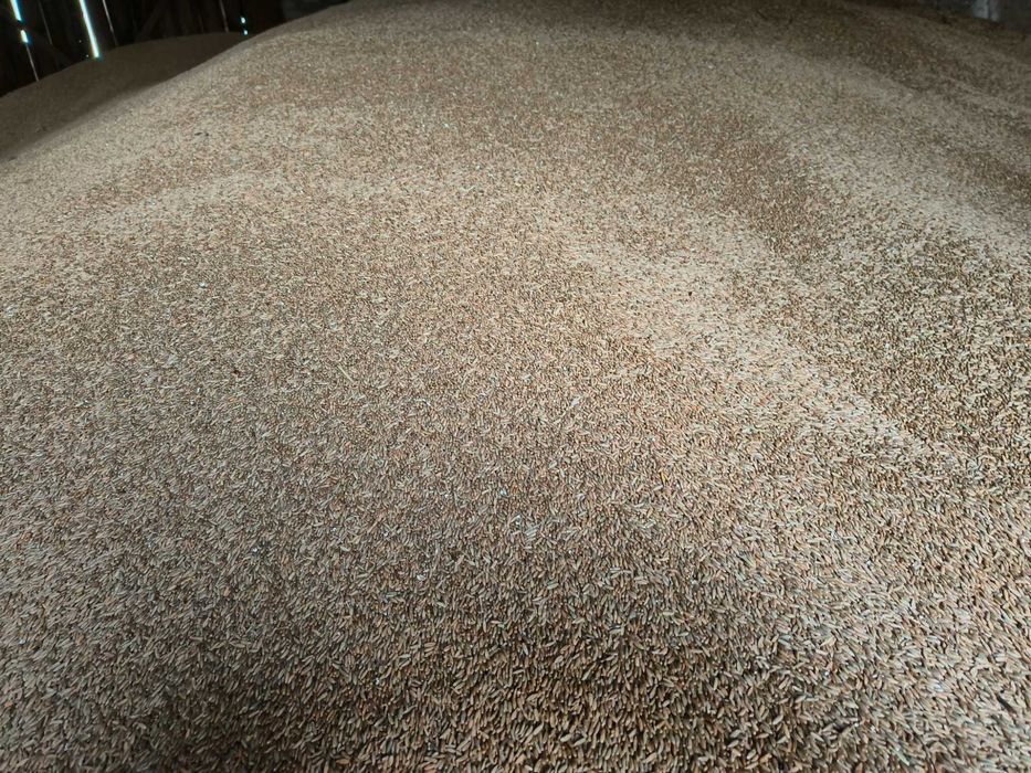 Żyto, wysokie, krzewiące dobrej jakości