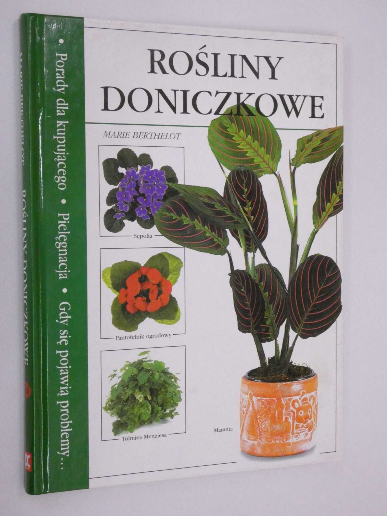 Rośliny doniczkowe Berthelot