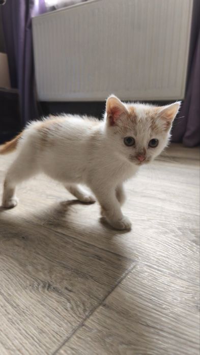 Котики мальчики ищут дом Ахытрка/ район