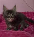 Kotka Maine Coon PZF