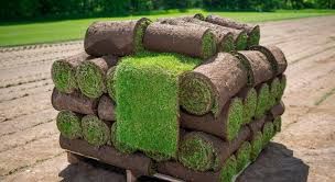 Trawa trawnik z rolki sprzedaż transport montaż wysylka