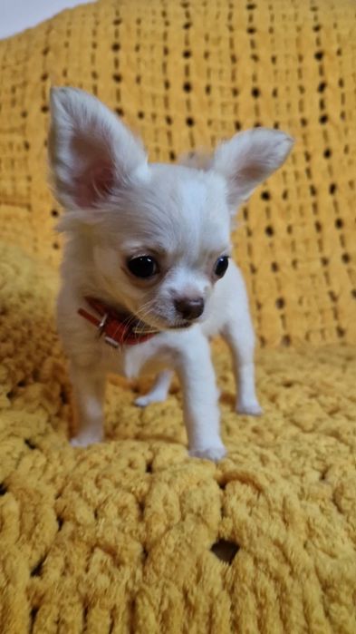 Длинная шерсть, окрас крем, Девочка яихуахуа