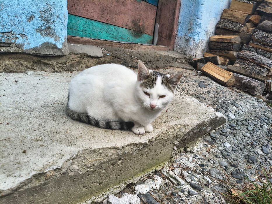 Koty , oddam w dobre ręce