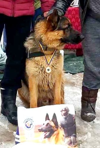 Пропоную для в'язки кобеля німецької вівчарки Київська обл.