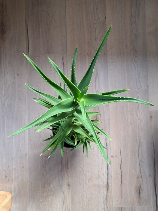 Aloes cena za 1 doniczkę