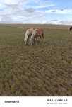 Klaczka i ogierek haflinger