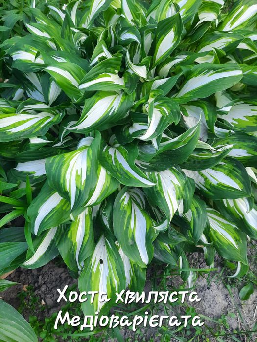 Саджанці  хости, церсиса,гейхери,лаванди