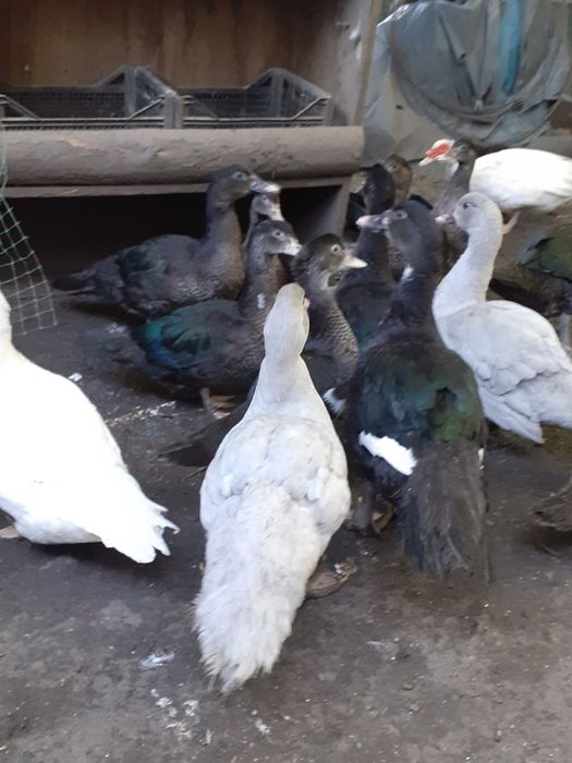 Мускуснiкачки,каченята.