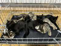 8 котят подкинутых ищут семьи