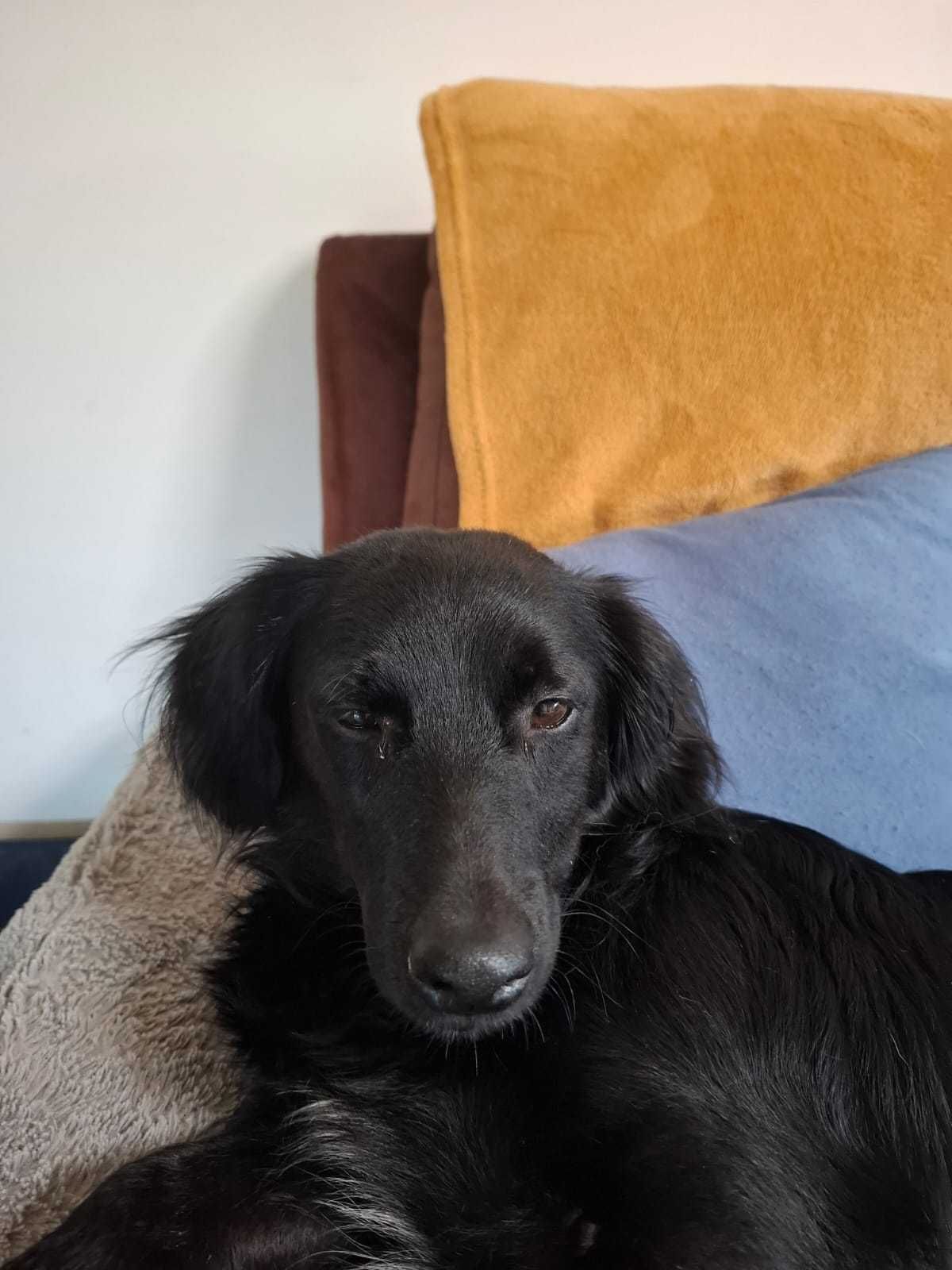 Sunia bez ogonka do adopcji