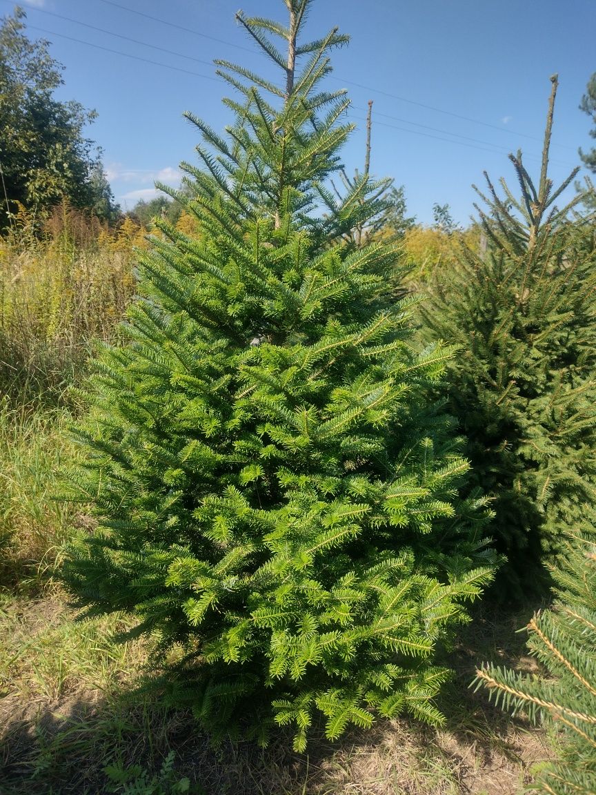 Piękne szkółkowane Świerki Sosny Jodły Daglezje Sosny z EKO plantacji