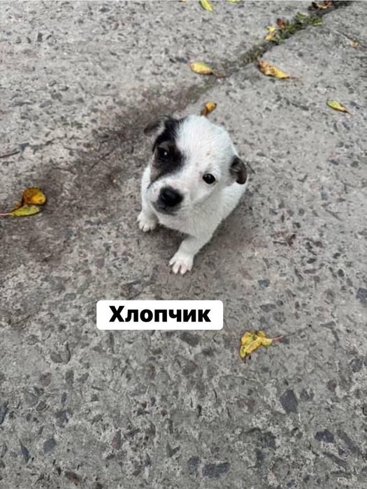 Цуценята цуцики собачки