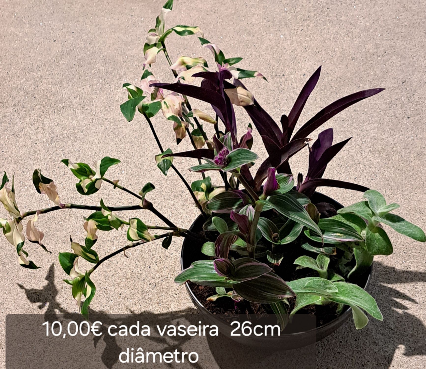 Jardim Suculentas