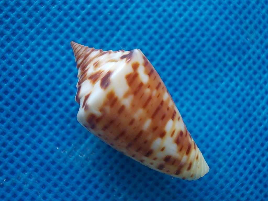 Muszle morskie- Conus anabathrum