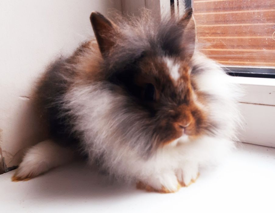 Карликовые мини колики