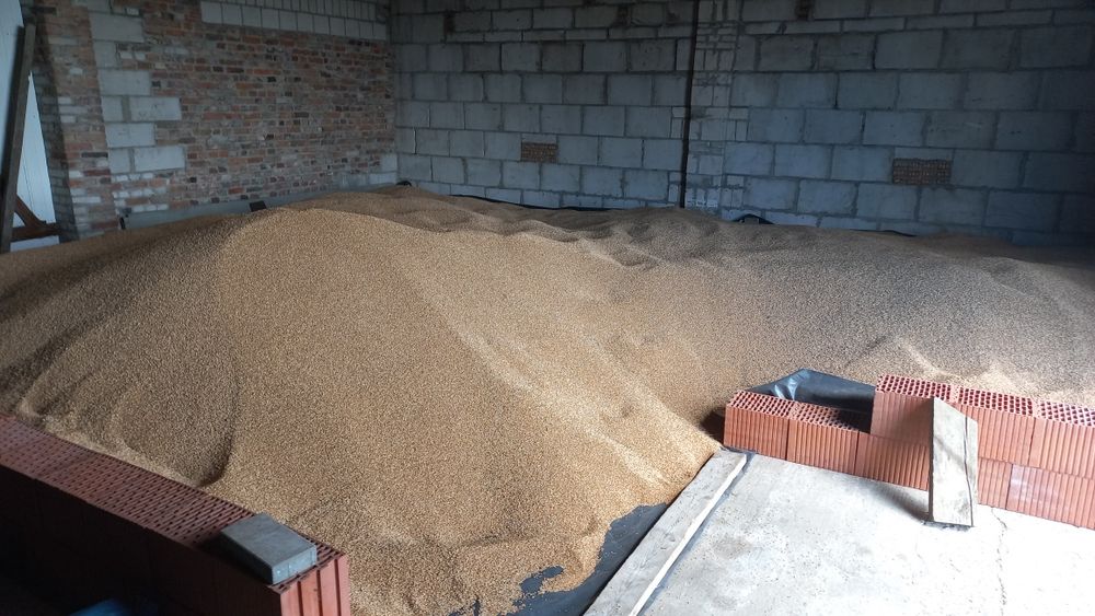 Pszenica ozima sezon 2025