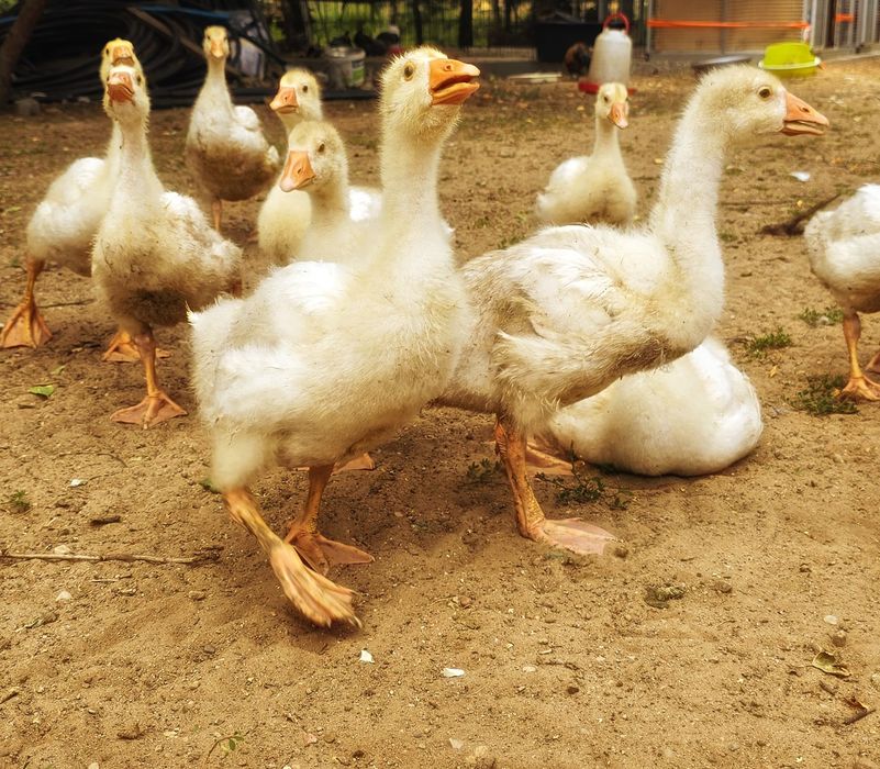 Gęś Koludzka dorosłe i dzieci w różnym wieku