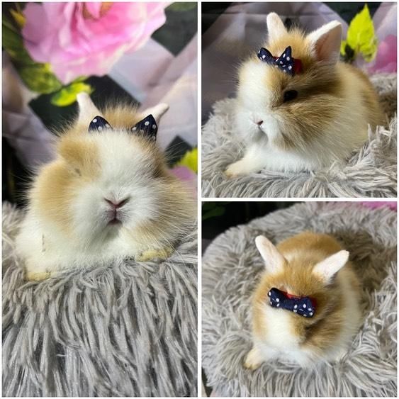 Karzełki Teddy Mini