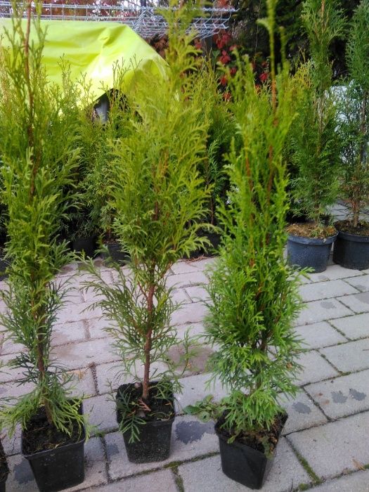 WYPRZEDAZ Tuja Szmaragd 20-30 cm Thuja Smaragd 1 KLASA -- DOWOZIMY--