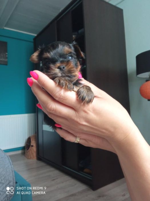 Yorkshire terrier