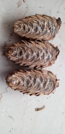 Nasiona modrzewia(larix decidua)