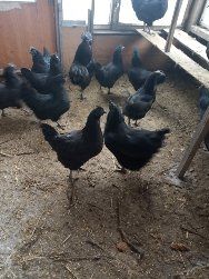 Інкубаційні яйця курей породи Ухей ілюй