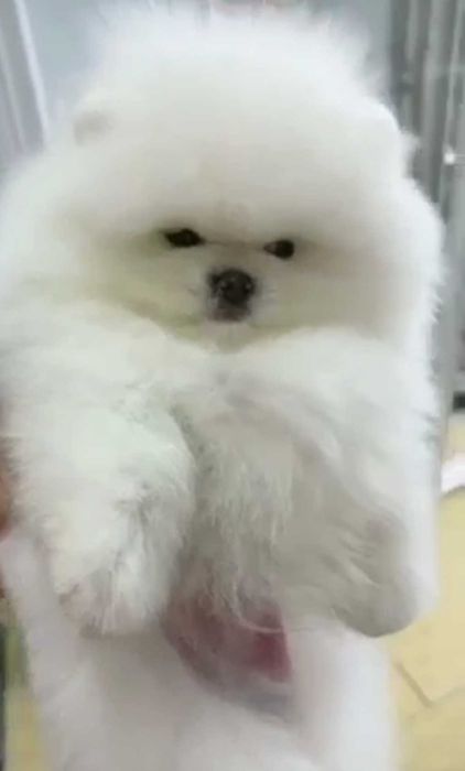 Mały miś mini szpic