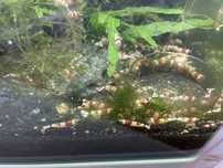 Caridinas CRS (Cristal Red Shrimp)
