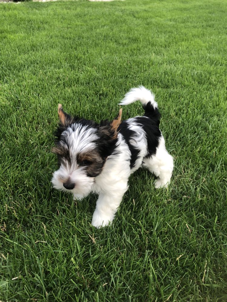 Yorkshre Terrier Biewer