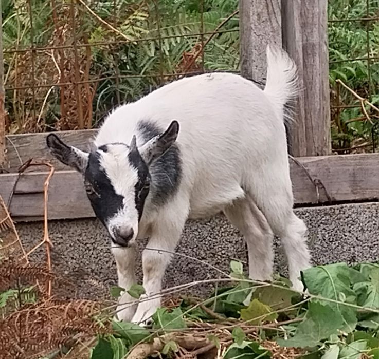 Cabras micro anãs