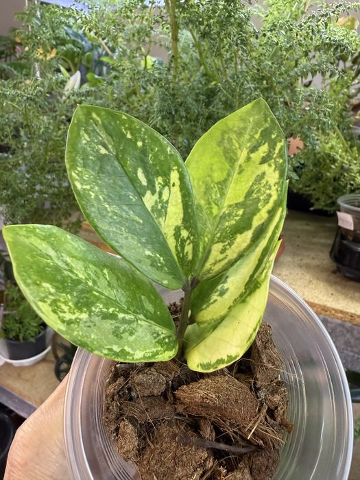 В пропозиції Заміокулькас варієгатний