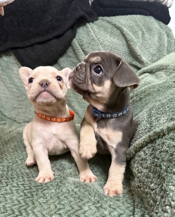 Buldog Francuski Od 6 grudnia odbiór