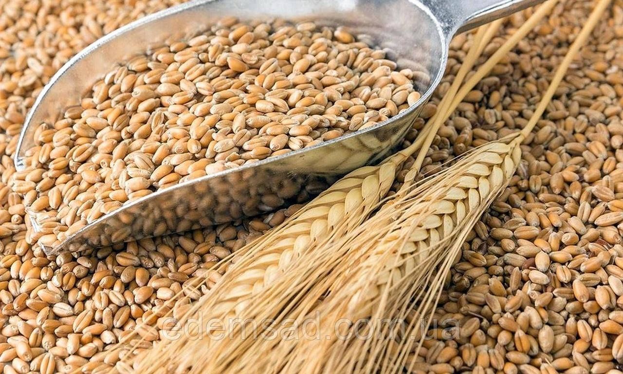 Пшениця, урожай 2023 домашня