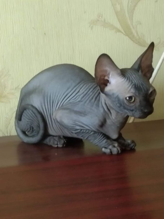 Котята канадского сфинкса