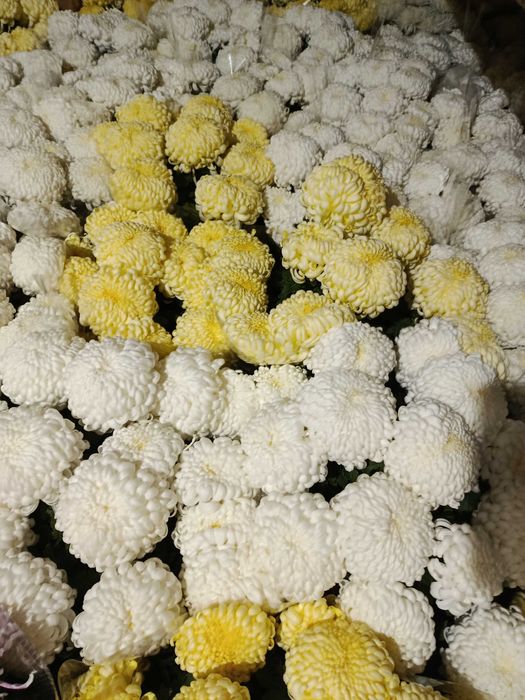 Chryzantemy drobnokwiatowe i wielkokwiatowe