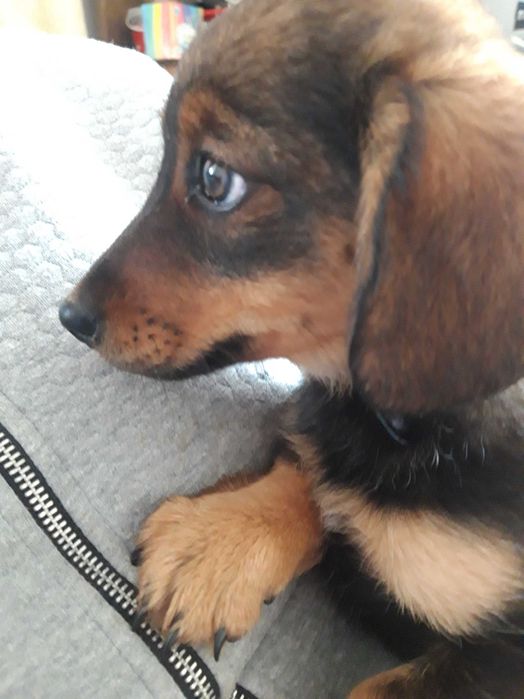 Oddam pieski w dobre ręce